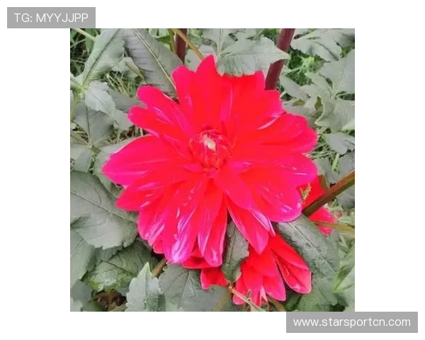 掌握开运的网址技巧，让你在求财、求健康、求爱情方面都事半功倍